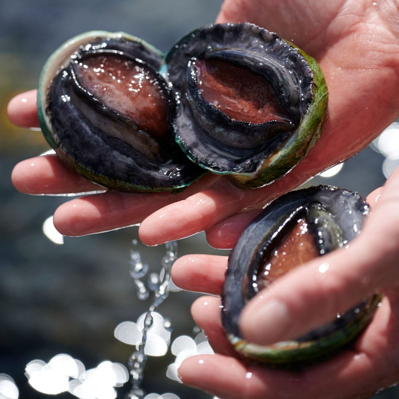 Stanley-Forage-Festival-abalone