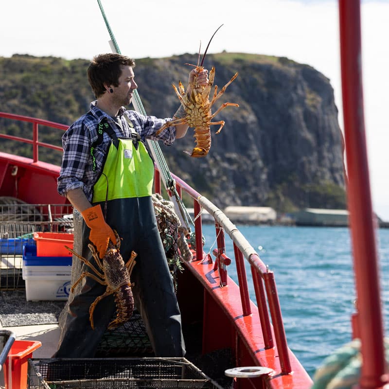 Stanley-Forage-Festival-lobster